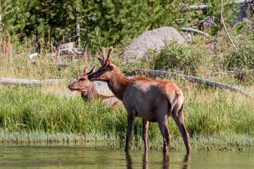 Elk (Cervus canadensis) in Yellowstone National Park, USA