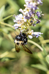 Upside Down Bumblebee