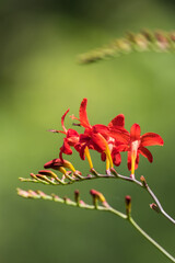 Crocosmia Lucifer, Montbretia, a beautiful red flower that attracts hummingbirds, soft green background copy space portrait