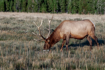Elk (Cervus canadensis) in Yellowstone National Park, USA