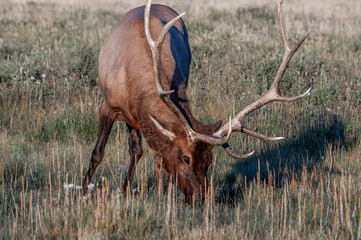Elk (Cervus canadensis) in Yellowstone National Park, USA