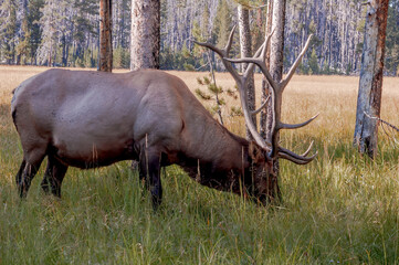 Elk (Cervus canadensis) in Yellowstone National Park, USA