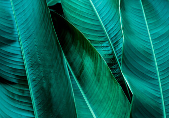 Dark green leaf in tropical jungle nature background