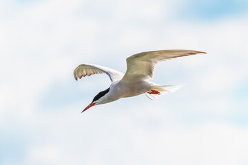 Fototapeta na wymiar White seagull in the sky, seagull in flight