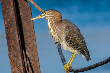 Green Heron (Butorides virescens) in Bolsa Chica Ecological Reserve, California, USA