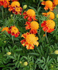 Tagetes patula - French Marigold or Dwarf double Marigold, flowerbed of brillant shades of golden color, red, yellow, and orange florets
