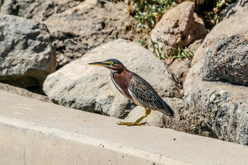 Green Heron (Butorides virescens) in Bolsa Chica Ecological Reserve, California, USA
