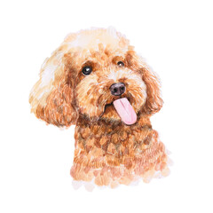 Watercolor illustration of a funny dog. Hand made character. Portrait cute dog isolated on white background. Watercolor hand-drawn illustration. Popular breed dog.  Poodle