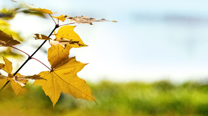 Yellow autumn maple leaves near the river on a blurred background. Copy space
