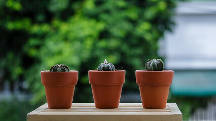 cactus trees in the pots