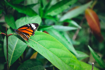 A butterfly on green leaf Background.