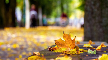 Autumn colorful leaves on a park bench
