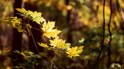 Maple branch with yellow autumn leaves in the forest in the sun