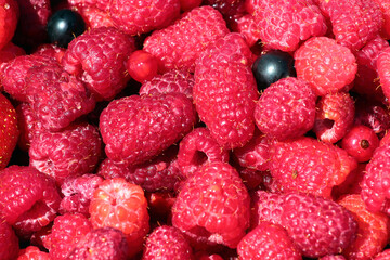 Raspberries, black currants and gooseberries as pink background