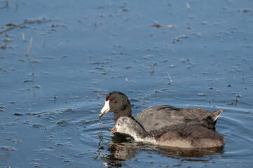 American Coot (Fulica americana) in Malibu Lagoon, California, USA