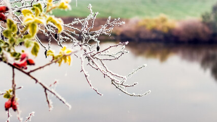 Frost-covered rose hip branch with red berries on the background of the river