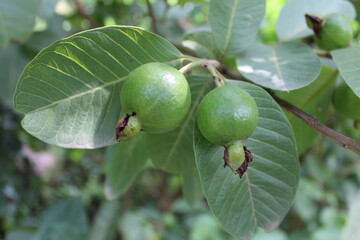 Green guava and leaves