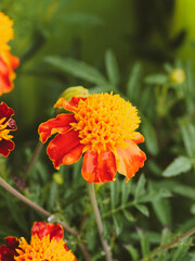 Tagetes patula - Dwarf double Marigold or Orange flame marigold, bright orange plume with brown frill