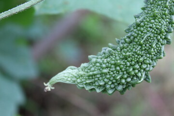 Green bitter gourd