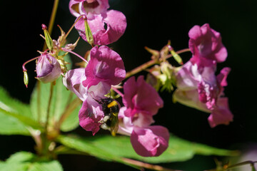 Fototapeta na wymiar Large Bumble Bee pollinating a pink and white Himalayan balsam wildflower.