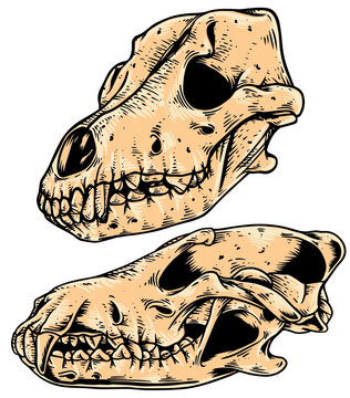 Wolf Skull Vector Illustration