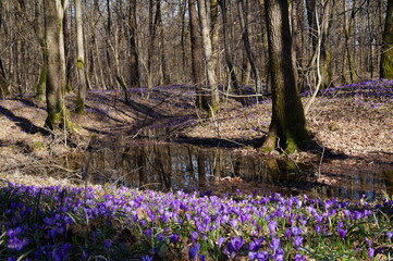 Purple crocuses in the oak forest 