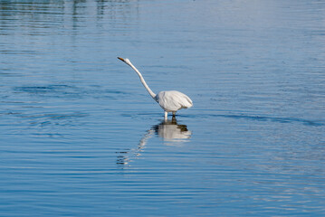 Great Egret (Egretta alba) in Malibu Lagoon, California, USA