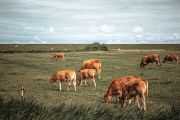 Naklejka na ściany i meble cows on a meadow