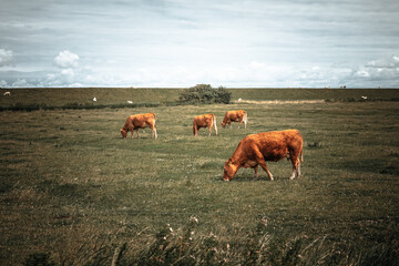 cows grazing in a field