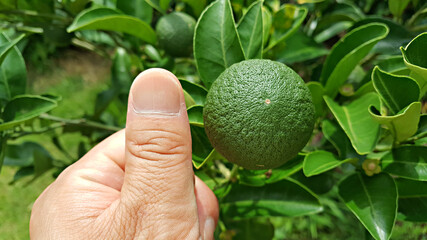 한국 제주도 대표 과일 귤이 익기 전 청귤 푸른귤