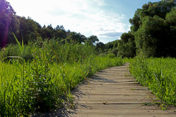 Wooden path through a wet meadow