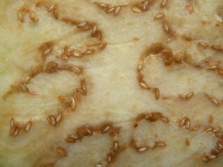 Brown color seeds on sliced Eggplant