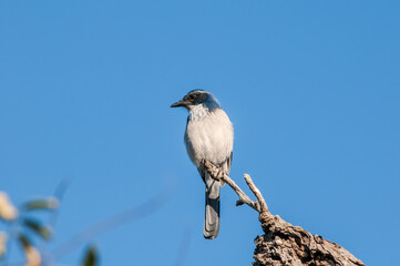 California scrub jay (Aphelocoma californica) in bush, California, USA