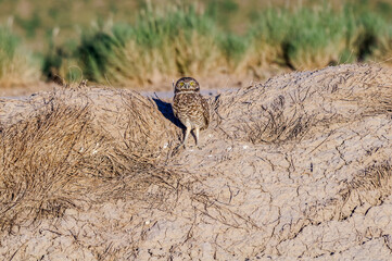 Burrowing Owl (Athene cunicularia) in Salton Sea area, Imperial Valley, California, USA