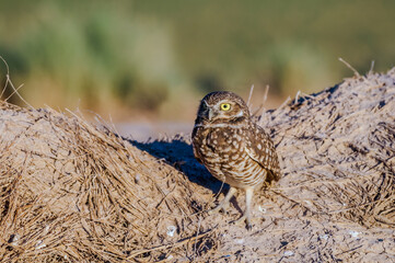 Burrowing Owl (Athene cunicularia) in Salton Sea area, Imperial Valley, California, USA
