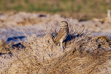 Burrowing Owl (Athene cunicularia) in Salton Sea area, Imperial Valley, California, USA