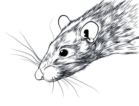 rat pet draw silhouette vector illustration picture