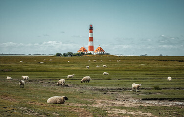Sheep in front of light house