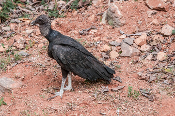 Black Vulture (Coragyps atratus) in tropical forest, Nicaragua