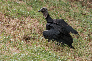 Black Vulture (Coragyps atratus) in tropical forest, Nicaragua