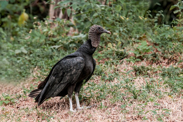 Black Vulture (Coragyps atratus) in tropical forest, Nicaragua