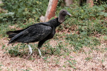 Black Vulture (Coragyps atratus) in tropical forest, Nicaragua