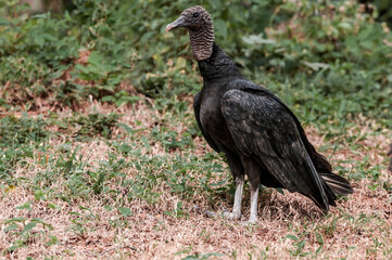 Black Vulture (Coragyps atratus) in tropical forest, Nicaragua