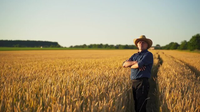 Old farmer in agricultural field. Agronomist in hat standing on a wheat field and looking at the ripeness of cereal. Agriculture business.