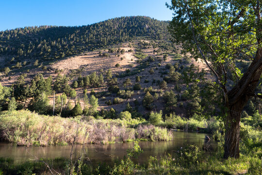 Dawn light in summer on the Cimarron River in Cimarron Canyon State Park in New Mexico's Sangre de Cristo Mountains