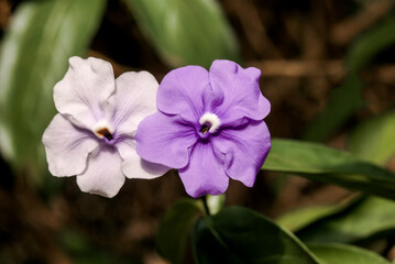 Yesterday-today-and-tomorrow (Brunfelsia pauciflora) in park, Nicaragua