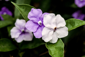 Fototapeta premium Yesterday-today-and-tomorrow (Brunfelsia pauciflora) in park, Nicaragua