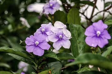 Obraz premium Yesterday-today-and-tomorrow (Brunfelsia pauciflora) in park, Nicaragua