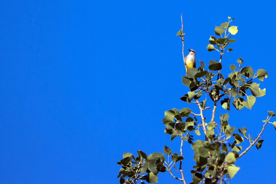 A Western Kingbird perches in a tree in New Mexico in summer, against a bright blue sky