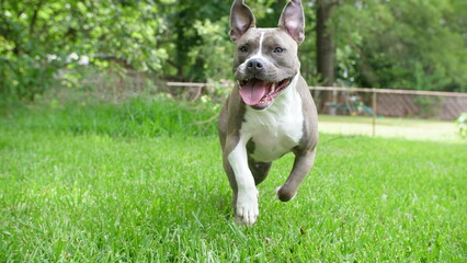 A Happy American Staffordshire Pitbull Tterrier Having Fun and Running in the Grass